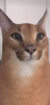 Cat Eyebrow Felidae Live Wallpaper