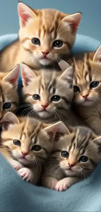 Cat Facial Expression Felidae Live Wallpaper