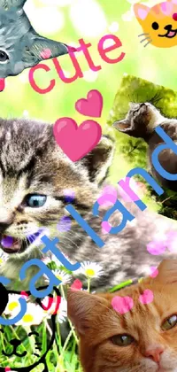 This lively phone live wallpaper features two adorable cats seated on a lush green field