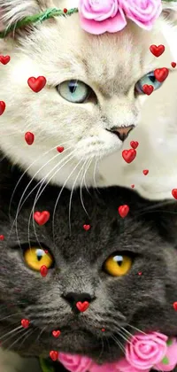Cat Facial Expression White Live Wallpaper