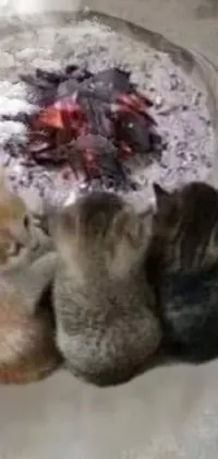 This phone live wallpaper depicts a group of adorable kittens gathered around a fire pit in a rustic restaurant