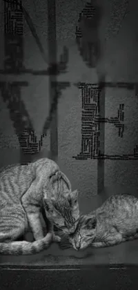 Cat Felidae Black Live Wallpaper