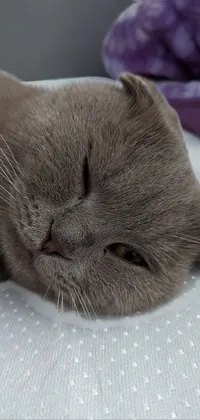 This phone live wallpaper features a close-up shot of a Scottish Fold cat laid contently on a bed