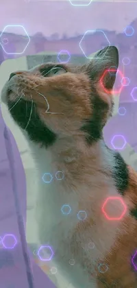 This phone live wallpaper depicts a close-up of a curious calico cat looking out of a window, in a colorful and glitched image