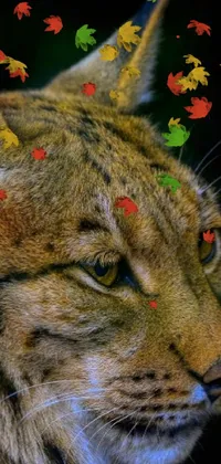 This stunning live wallpaper showcases a close-up, mid-shot image of a caracal's head on a dark background
