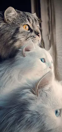 This phone live wallpaper features two adorable cats sitting on a window sill with a beautiful city skyline in the background