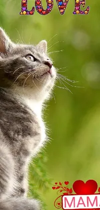 Experience the beauty of a gray and white cat in this stunning live phone wallpaper