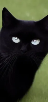 This Live Wallpaper features a stunning image of a black cat sitting graciously atop a vibrant green field