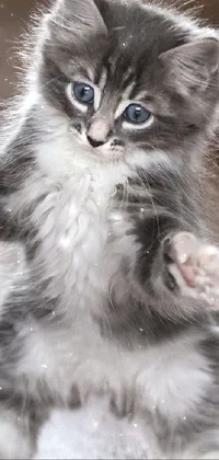 Get ready to add some cuteness to your phone with this gray and white, blue-eyed kitten live wallpaper