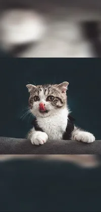 Looking for a unique and trendy live wallpaper for your phone? Look no further than this black and white cat sticking its tongue out! This adorable and playful feline is fully dressed in a stylish tuxedo and bowtie, making it a fun and charming addition to your device