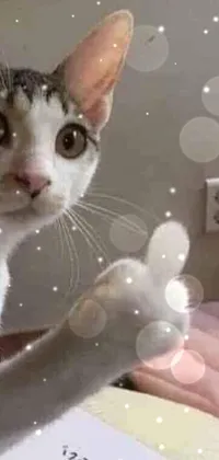 Download Lounging Cute Cat PFP Wallpaper