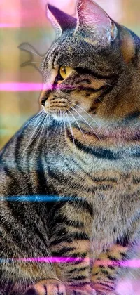 Get this stunning live wallpaper featuring a beautiful tiger cat