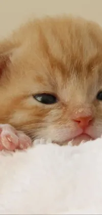 This phone live wallpaper features a tiny orange kitten atop a white towel, bringing a touch of soft and grumpy cuteness to your mobile screen