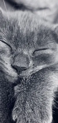 Get the most adorable and peaceful live wallpaper for your phone with this black and white photo of a sleeping cat