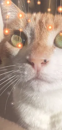 This live wallpaper features a majestic ginger cat with piercing green eyes in a pastel style
