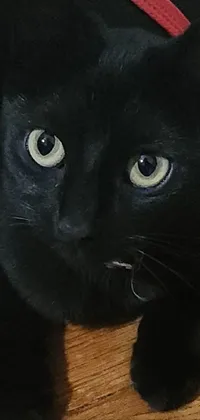 This phone live wallpaper showcases a stunning black cat sitting on top of a wooden floor in a close-up portrait