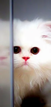 This phone live wallpaper features a sad kawaii white Persian cat gazing at its reflection in a mirror