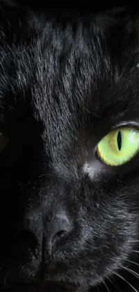 This live phone wallpaper depicts a black cat with piercing green eyes set against a midnight blue backdrop