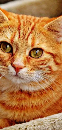 This live wallpaper depicts a close-up image of a confident cat lying on a bed with its orange head resting on a red pillow