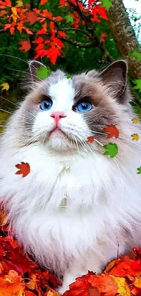 This phone live wallpaper features a beautiful and elegant ragdoll cat sitting amidst rustling leaves, perfect for cat lovers and animal enthusiasts