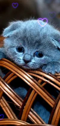 This phone wallpaper showcases a close-up of a melancholic Scottish Fold kitten inside a cozy basket