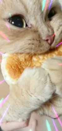 Introducing a phone live wallpaper with a captivating close-up of an affectionate human holding an orange tabby cat in their arms