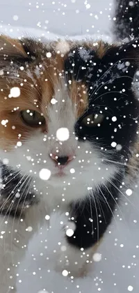 Decorate your phone screen with this stunning live wallpaper featuring a calico cat walking gracefully through the snow