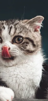 This mobile live wallpaper features a charming close-up of a cat with its tongue out, captured in stunning detail by the artist