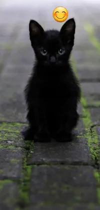 This phone live wallpaper shows a lovely black cat sitting on a brick walkway