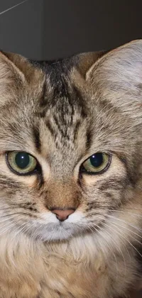 This phone live wallpaper features an adorable long-haired Siberian cat sitting on the floor and gazing directly at the camera