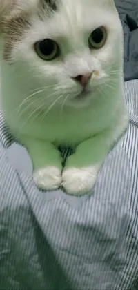 This phone live wallpaper features a white cat on a bed with its paws showing and a square nose