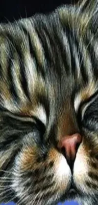 Cat Felidae Carnivore Live Wallpaper