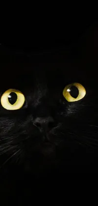 This phone live wallpaper features a striking black cat gazing out with glowing yellow eyes, against a backdrop of a big black sokkel