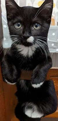 If you're looking for an adorable live wallpaper for your phone, check out this black and white cat sitting on a wooden chair with a sandwich in its paws