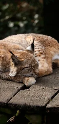 This phone live wallpaper showcases a beautiful and serene nature photo of a young lynx laying on a wooden table