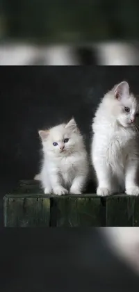 This adorable live wallpaper showcases two white kittens sitting on a wooden box, with a photo-quality image of a tiny grey tabby cat in the forefront