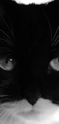 If you're looking for a sophisticated yet dark phone wallpaper, this black and white cat face close-up may be just what you need! This live wallpaper features a stunning photo of a cat silhouette in deep contrast with the midnight backdrop