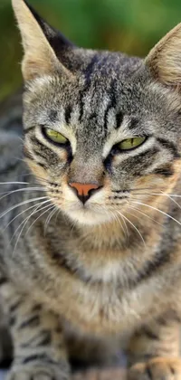 Bring your phone's screen to life with this photorealistic live wallpaper featuring a scowling cat caught in close-up