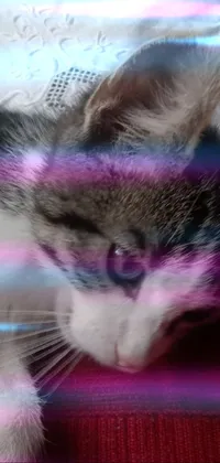 This is a captivating phone live wallpaper featuring a close-up of a resting cat on a bed
