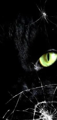 This live wallpaper features a black cat with green eyes set against a dark background