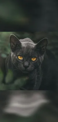 Enjoy the captivating fury of a black cat with yellow piercing eyes on your phone with this live wallpaper