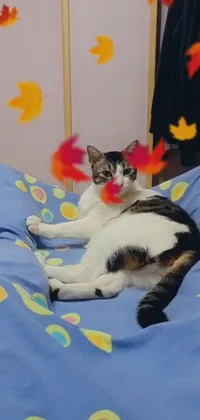Cat Felidae Comfort Live Wallpaper