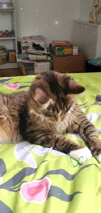 Cat Felidae Comfort Live Wallpaper