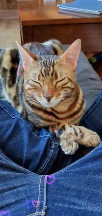 This phone live wallpaper showcases a cute close up image of a fluffy cat resting on someone's lap while wearing jeans