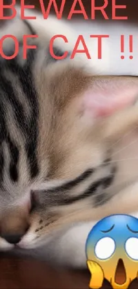 Beware of cute kitten Live Wallpaper
