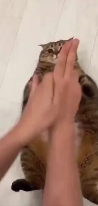 Cat Felidae Gesture Live Wallpaper
