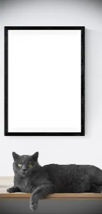 Cat Felidae Grey Live Wallpaper