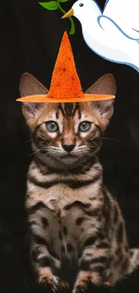 Cat Felidae Hat Live Wallpaper