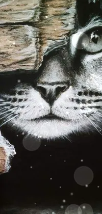 Cat Felidae Organism Live Wallpaper