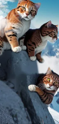 Cat Felidae Organism Live Wallpaper